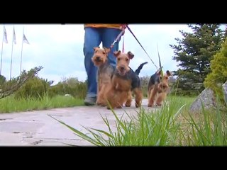 Welsh Terrier