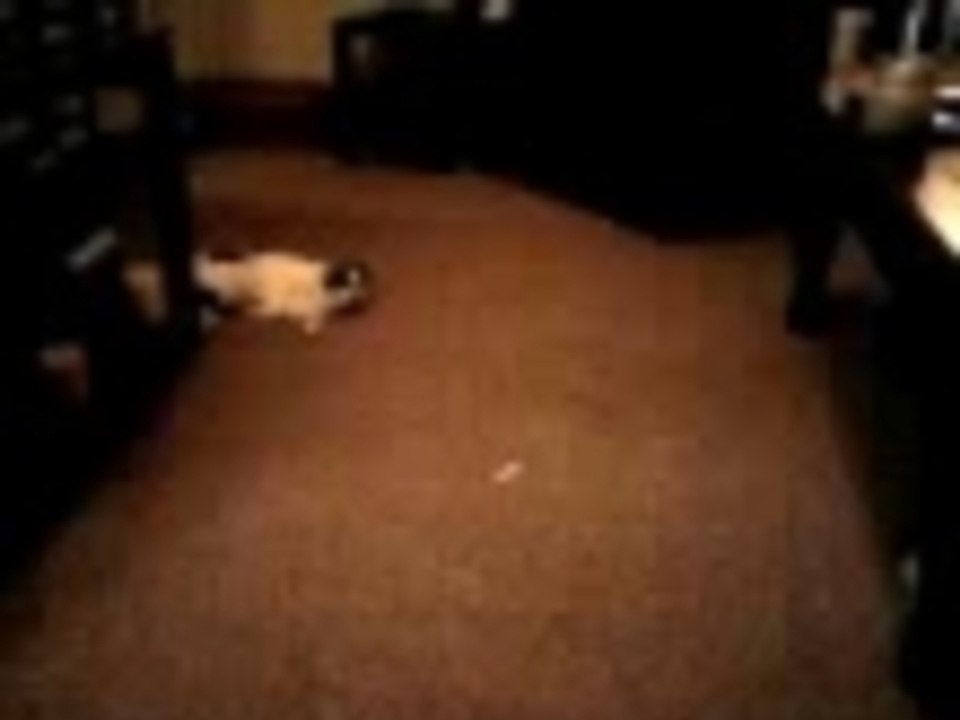 Crazy pug chases laser light