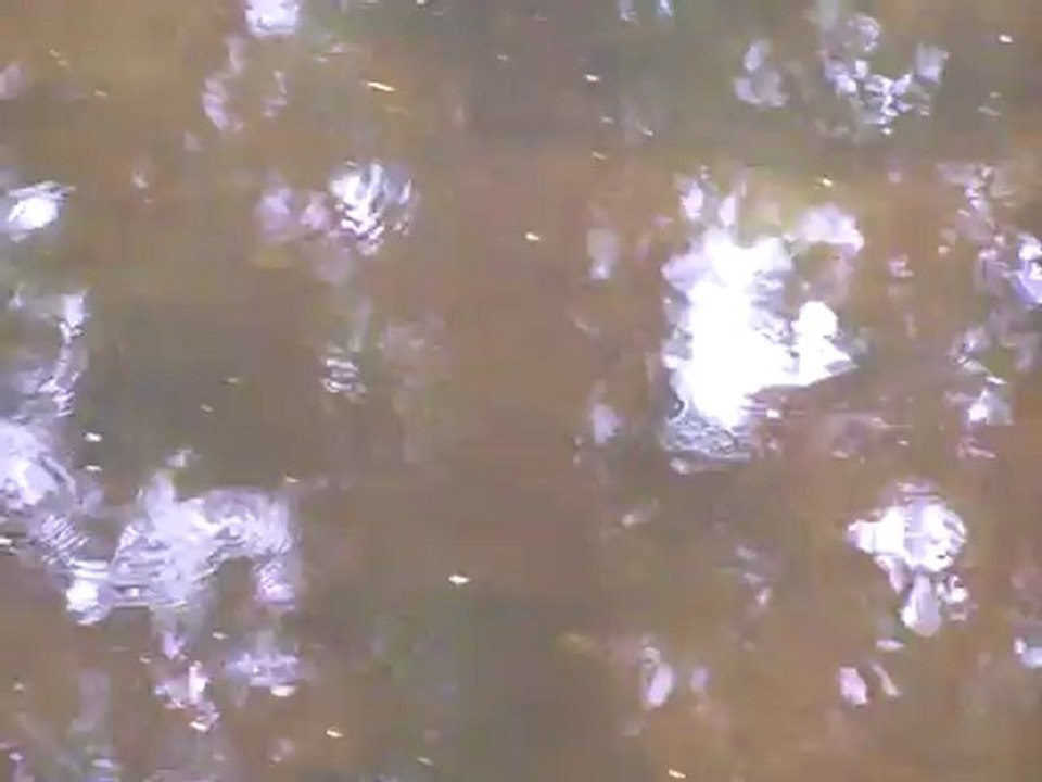 Saumon dans Le Scorff