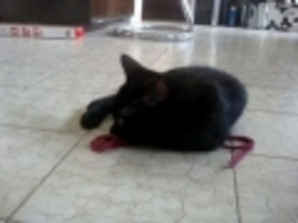 micina 1
