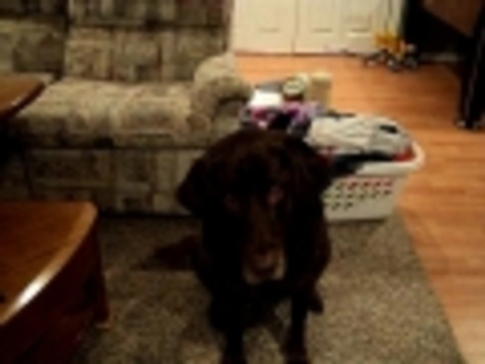 Cody Doing Tricks for a  Dog Cookie