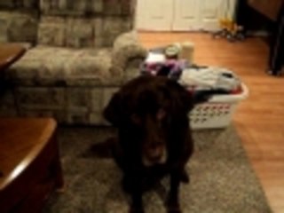 Cody Doing Tricks for a  Dog Cookie