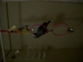 African Grey Parrot Kicking for fun!