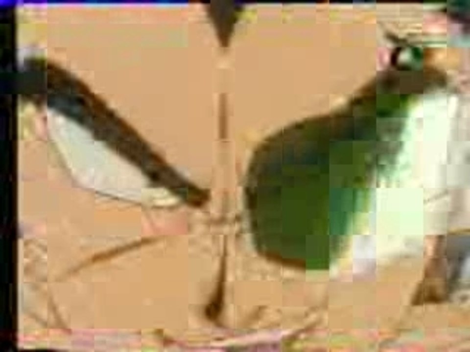 Generique francais DBZ