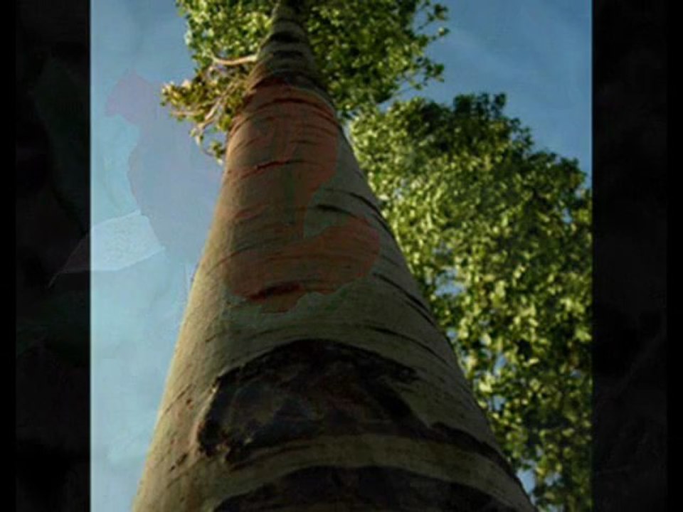 Ah kavaklar ah kavaklar