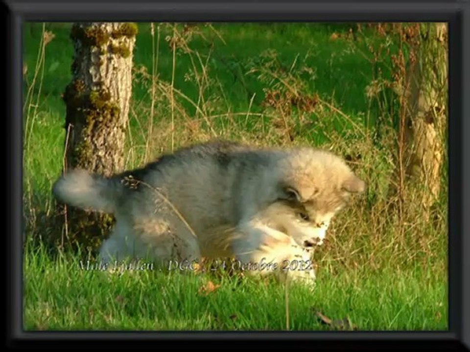 Chiot mâle Alaskan Malamute,élevage Des Guerriers Chippewas