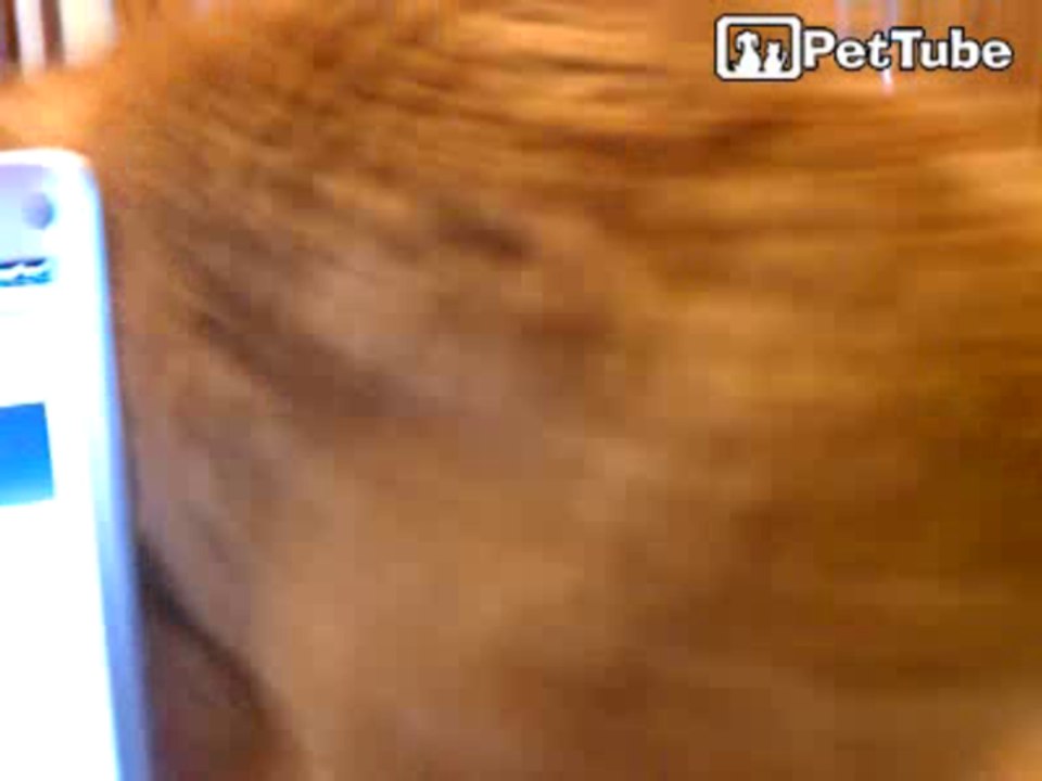 Kitten trapped in the phone