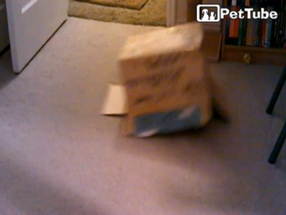 Cat in a Box
