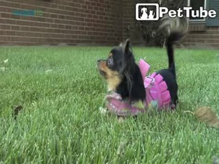 BeeBee the Chihuahua -- AMAZING Wheelchair Dog!