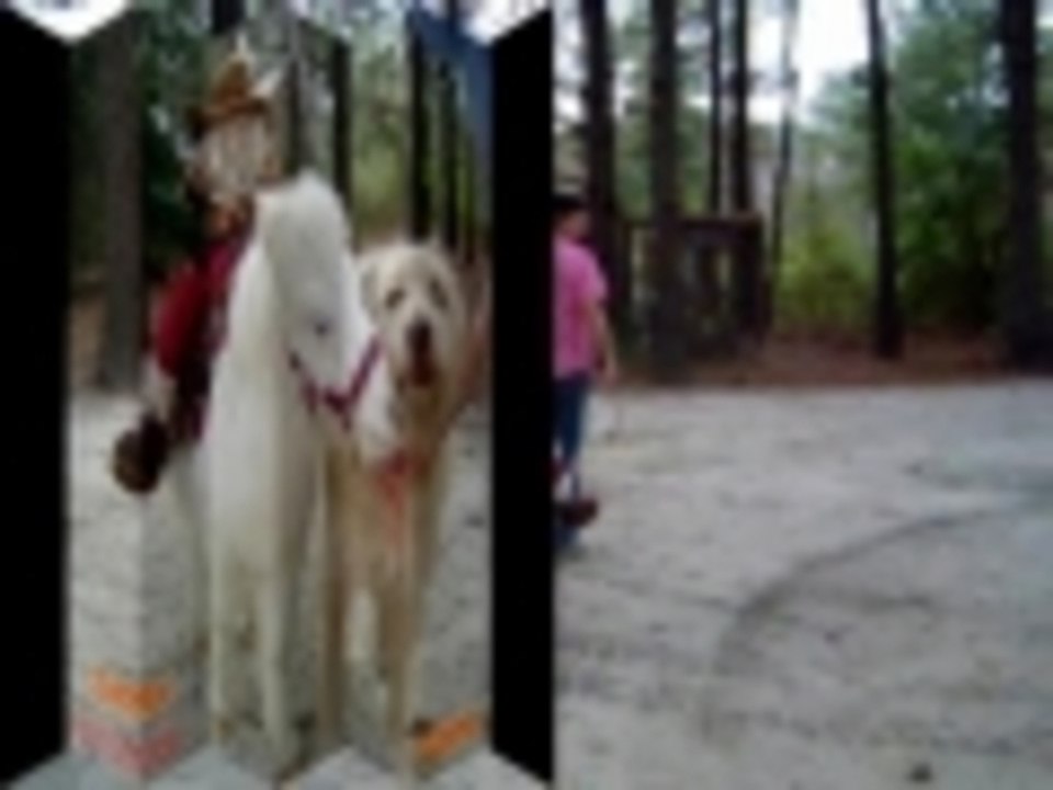 Scooters First Saddle