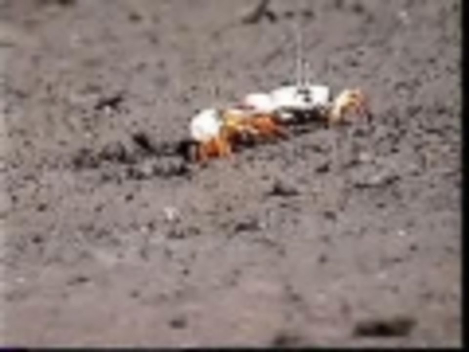 Fiddler crabs fighting and eating