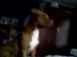 Spike Singing Sweet Escape ft Akon