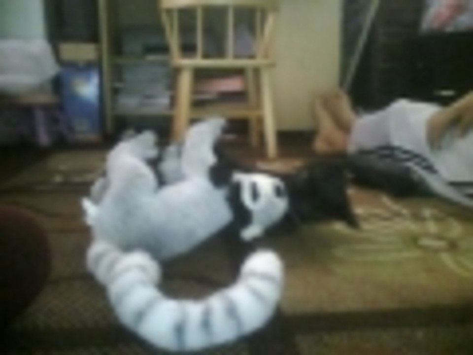 cat vs racoon