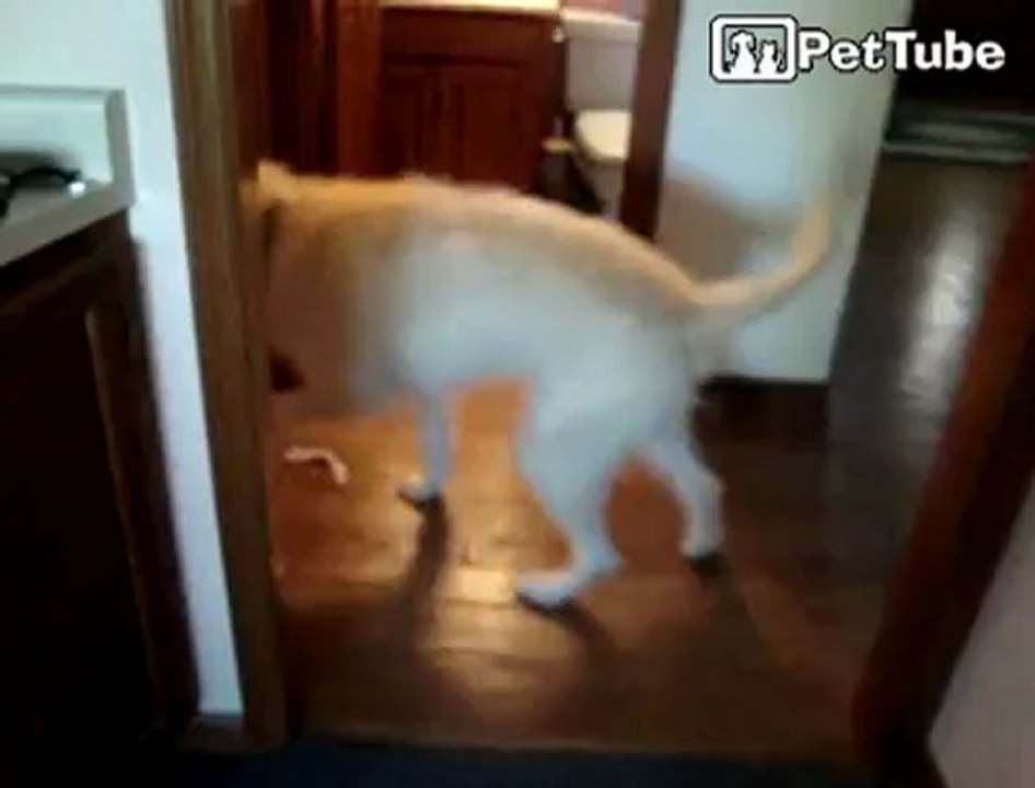 Sadie Going for a Walk