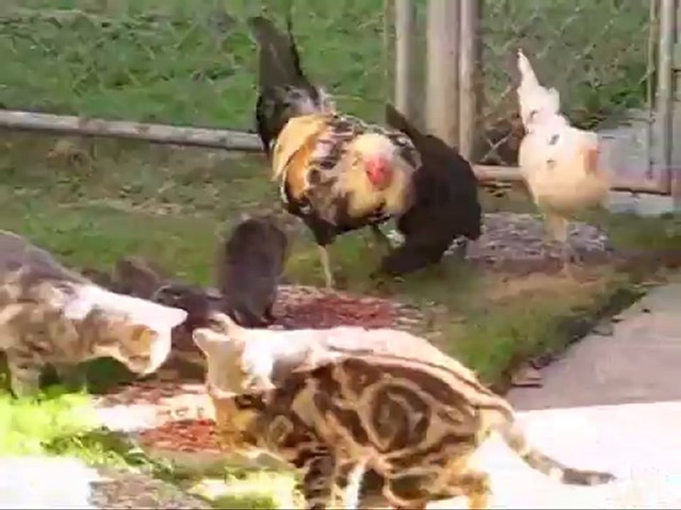 Kittens and Chickens