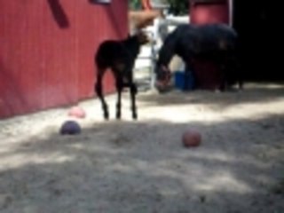 criss cross horse colt at play