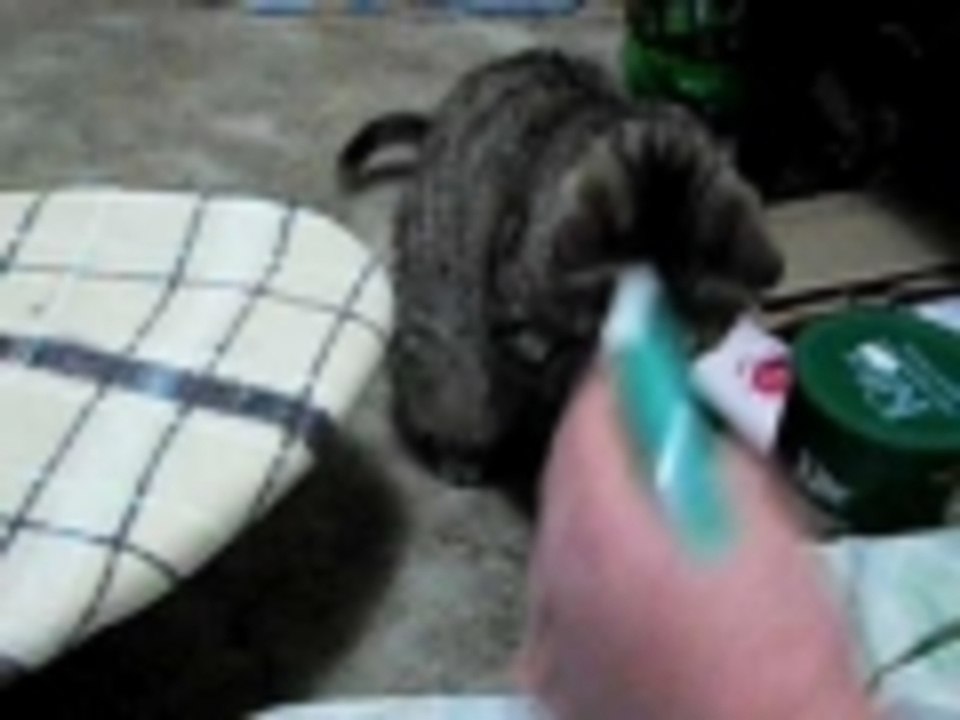 Kitteh Vs. Spray Bottle