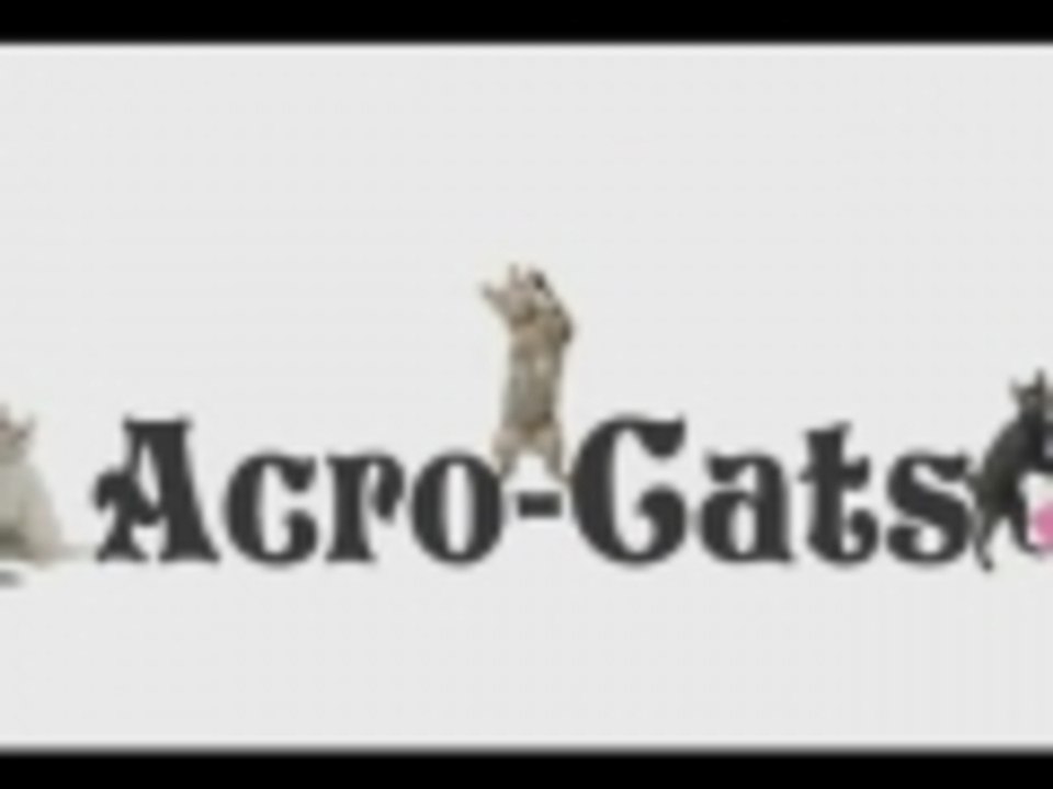 Circus Cats Live