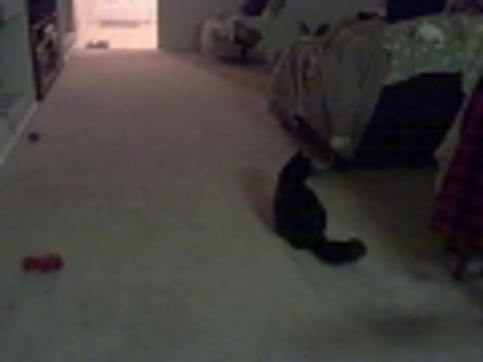 pet play