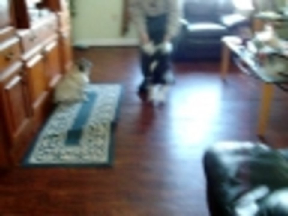 My dog Gabby