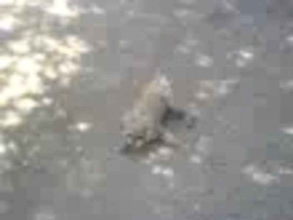dog swim