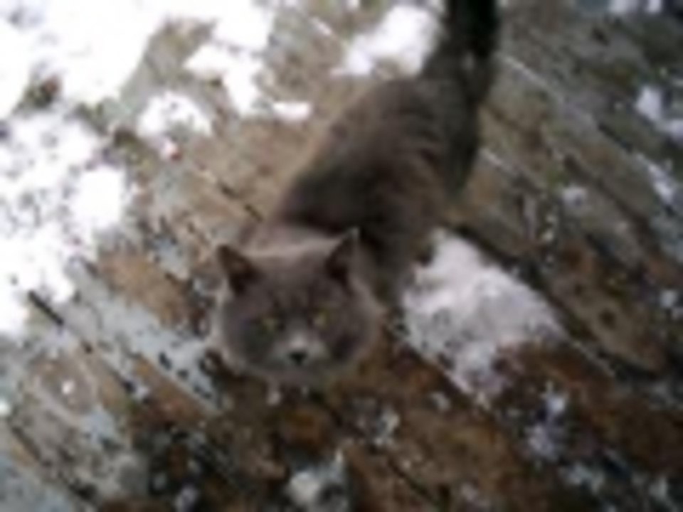 A stray cat