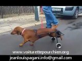 chariot pour chien teckel paralysé