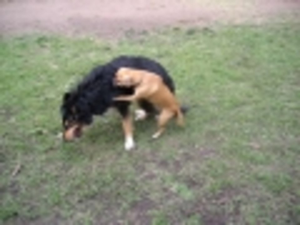 Taz the attacker