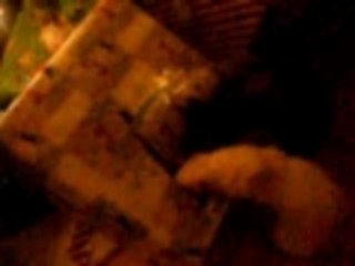 Ferret cant wait till christmas