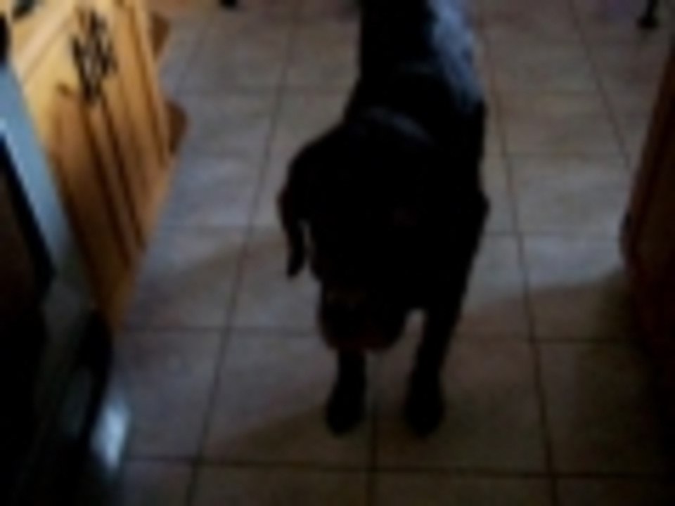 Marshmallow Eating Dog