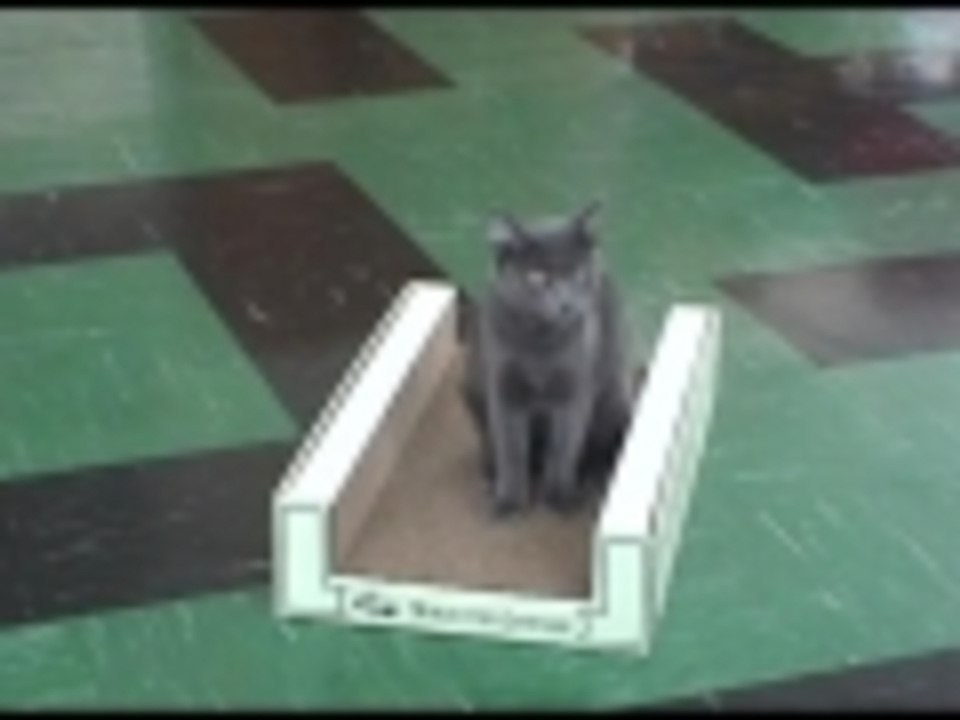 Worlds Best Cat Scratcher - Scratch Lounge