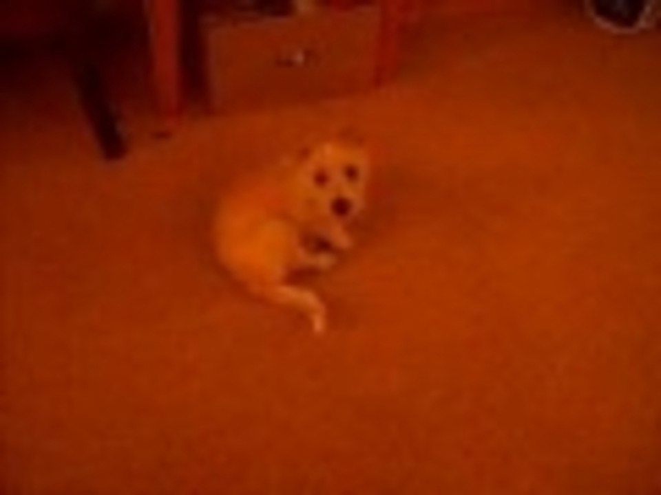 The Puppy and the Tail