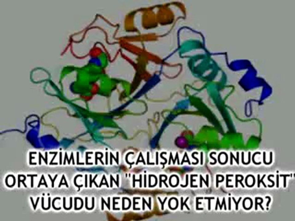 ENZİMLERİN ÇALIŞMASI SONUCU ORTAYA ÇIKAN HİDROJEN PEROKSİT VÜCUDU NEDEN YOK ETMİYOR?