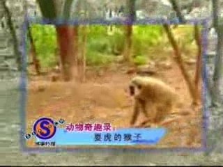 ca Monkey with a Death Wish 7abr06