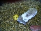 Lop earred rabbit playing with ball