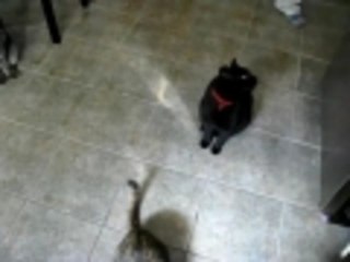 Cat REALLY loves potatoes