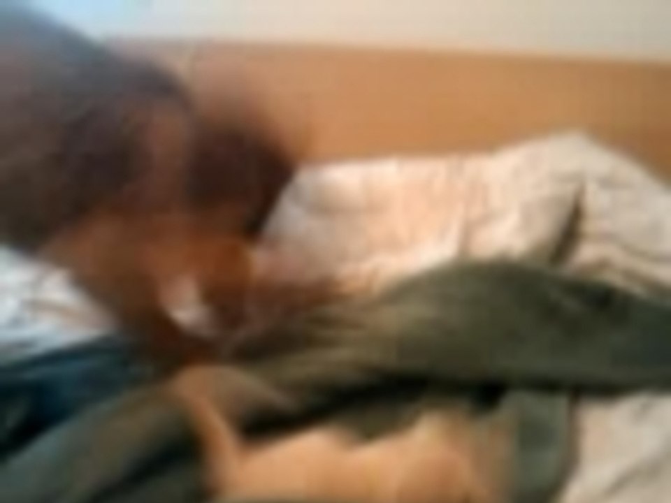 Why Avalon cant have a kitten