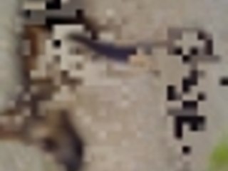 german shepherd puppy