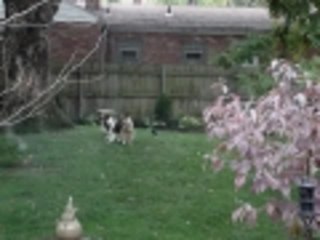 Shelties Playing with our swing