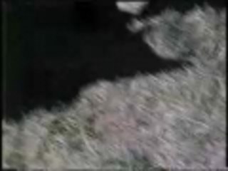 A Conga Line ... of BEARS!