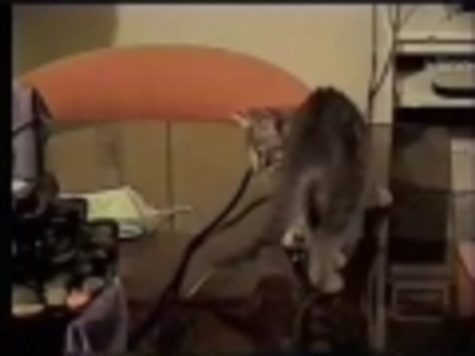 Slippery Kitty