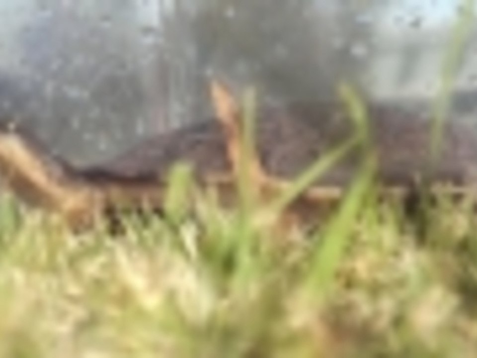 Turtle set free