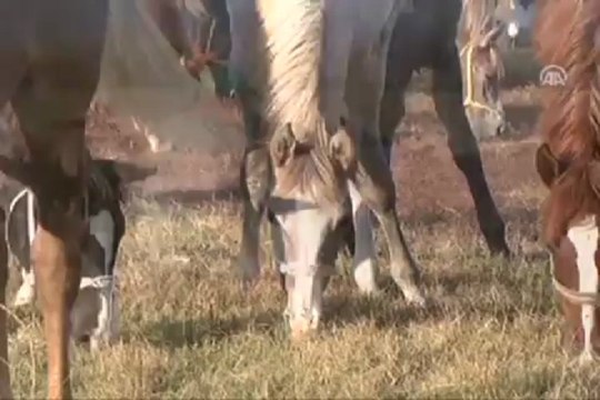 ''Şampiyonlar'' yetiştiren çiftlik