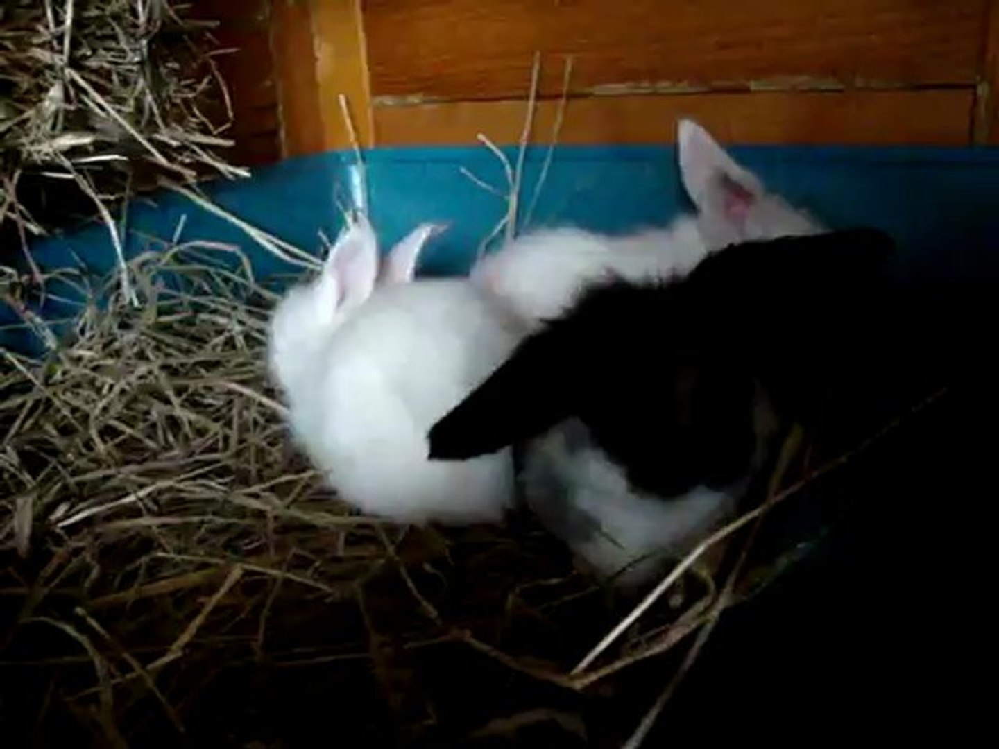 ⁣24_07 918 Bébés lapins bélier angora de Sonate et Karl à 3 semaines