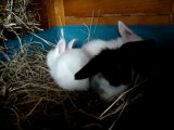 24_07 918 Bébés lapins bélier angora de Sonate et Karl à 3 semaines