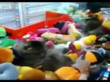 Un vrai chat dans une Machine à peluches