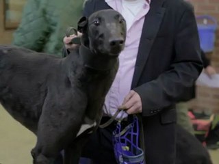 Greyhounds: The Dogumentary - Jurassic Bark (Episode 6)