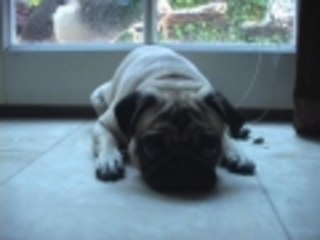 Jordan vs The Peacock