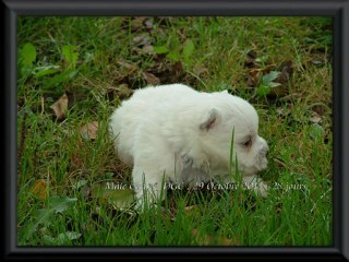 mâle Westie , collier violet, portée Cerise