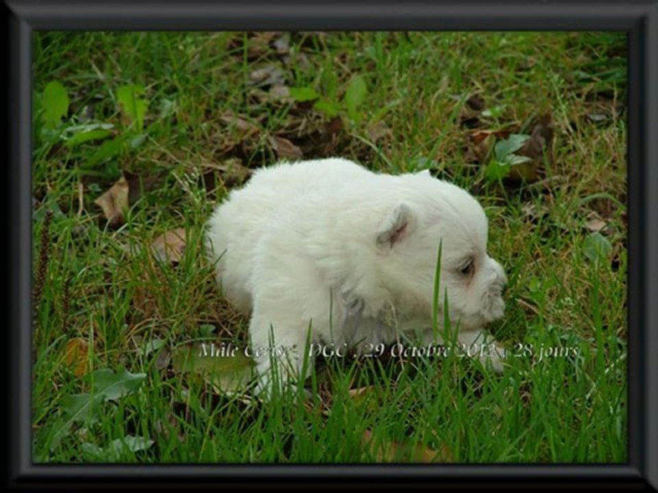mâle Westie , collier violet, portée Cerise